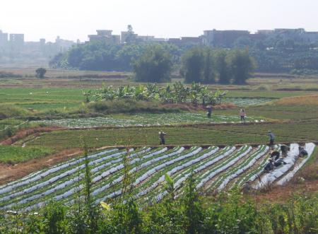 Chinese farmers and agriculture
