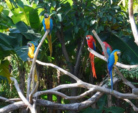 Parrots at the zoo
