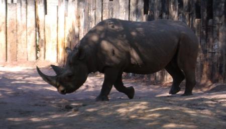 Zoo animals