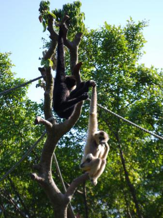 Zoo animals