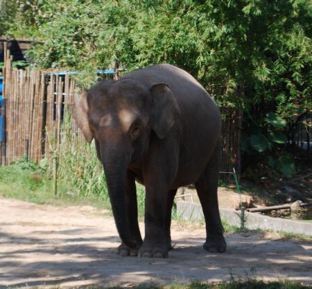 Elephant