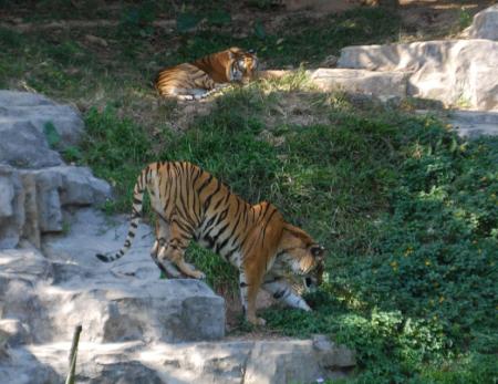 Feeding the tigers