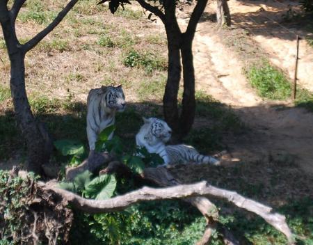 White Tiger