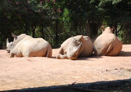 Safari Park animals