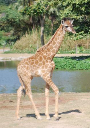 Zoo animals