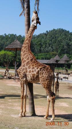 Safari Park