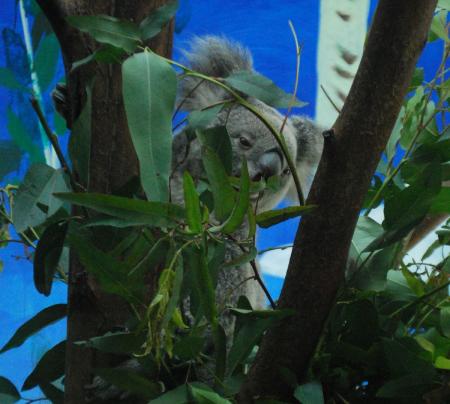 Koala Bear