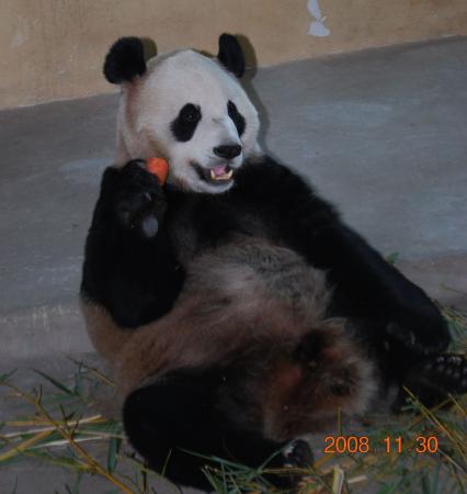 Giant Panda