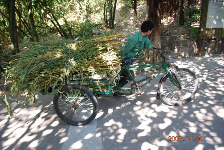 Bamboo for Giant Pandas